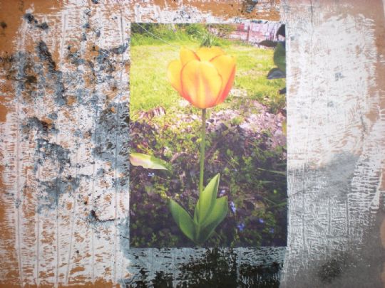 Tulip Studies