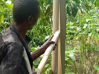 Bark cloth making - step 1