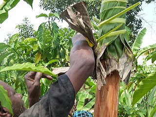 Bark cloth making - step 2