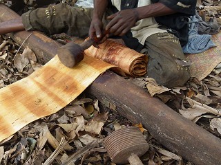 Bark cloth making - step 4