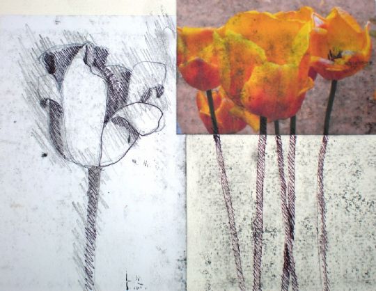 Image for Tulip Studies