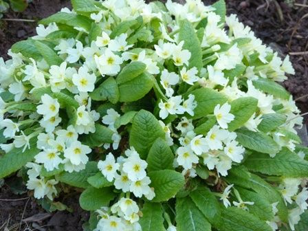 SPRINGTIME AT LAST